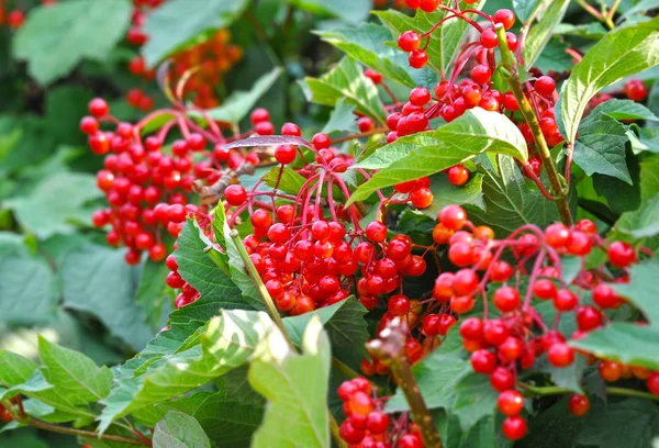 Viburnum coapte pe ramură — Fotografie, imagine de stoc