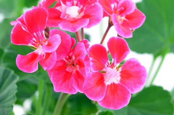 Balmy geranium blomma — Stockfoto