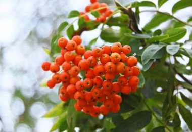 Çilek, dağ ağacı (Sorbus) olgun dutlu