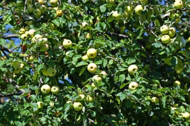 Ağacın dalında yeşil elma