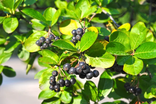 Schwarzer Eschenbeerbaum Aronia Melanocarpa Mit Reifen Beeren — Stockfoto