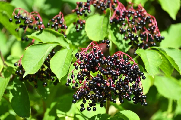 Beberapa Elderberry Matang Pada Cabang Terhadap Daun — Stok Foto