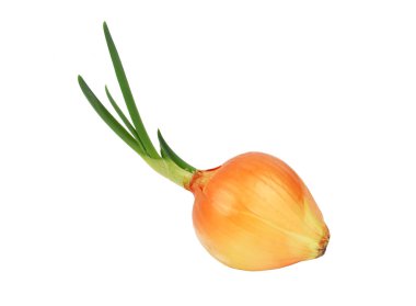 Red onion with green sprout, isolated on white background clipart