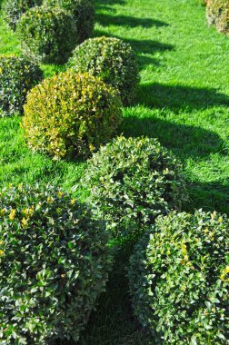 Kırpılmış Buxus sempervirens parka bitki yerleştirdi