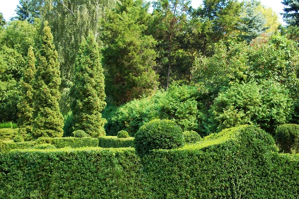 Střih Buxus Jedle Parku — Stock fotografie