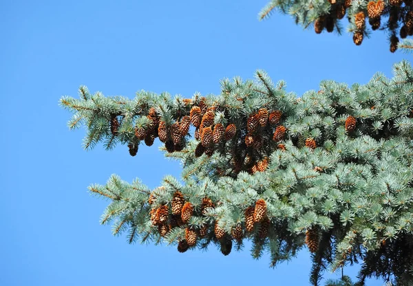 Blauwe Dennenboom Met Strobile Tak — Stockfoto
