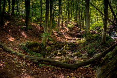 İnce ağaçlar güneşli günde görkemli yeşil ormanda akan temiz su ile küçük dere