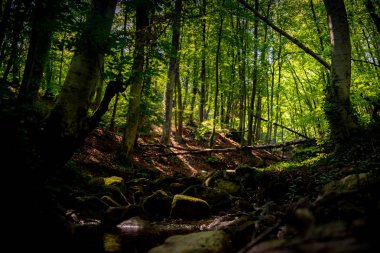 İnce görkemli yeşil orman ağaçlarında ortasında akan temiz su ile küçük brook