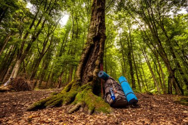 Sırt çantası ve turist paspaslar şaşırtıcı eski yosunlu ağacının gövde yeşil orman yalan