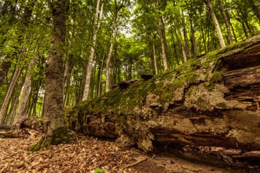 Güneşli günde muhteşem yeşil ormanda yatan düşmüş ağaç yosunlu gövde zemin