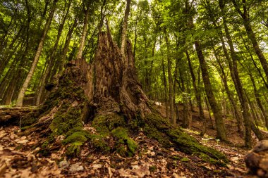 Hill yamaçta güneşli inanılmaz yeşil ormandaki yaşlı yosunlu güdük