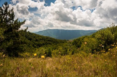 Yeşil çim ve harika tepede görkemli bulutlu gün kırsal bölgede büyüyen küçük kozalaklı ağaç