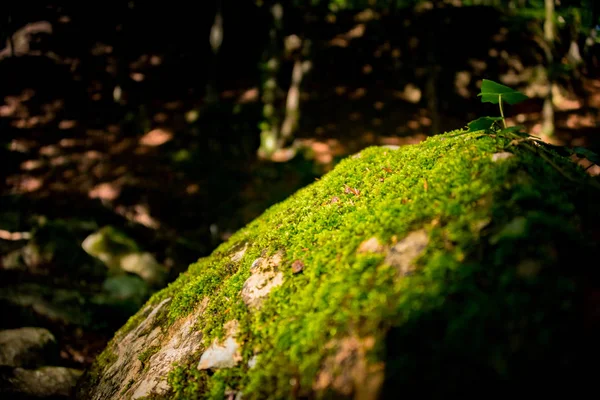 Liten Grön Växt Som Växer Mossiga Boulder Suddig Bakgrund Skogen — Stockfoto
