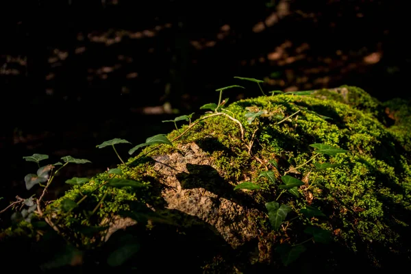 Piccola Vite Verde Che Striscia Una Superficie Ruvida Masso Muschiato — Foto Stock