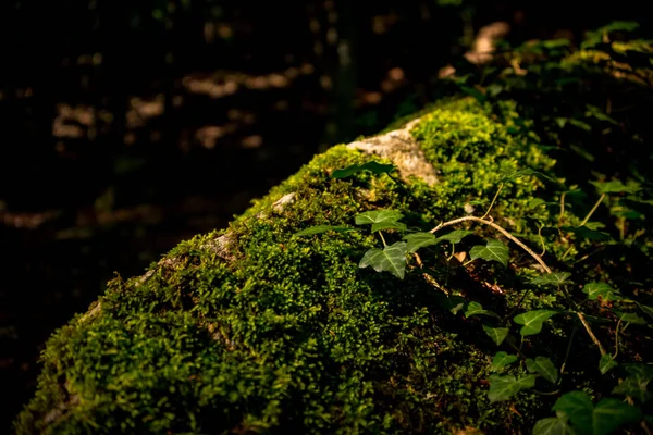 Крошечная Виноградная Лоза Зеленым Листком Ползает Поверхности Мха Валун Лесу — стоковое фото