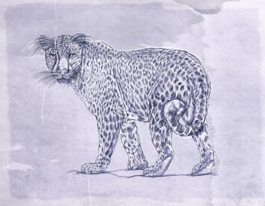 bir kar leopar vahşi bir antika arka plan, gerçekçi hayvanlarla banner