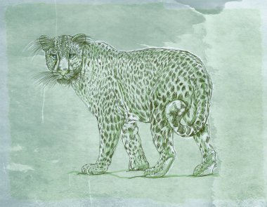 bir kar leopar vahşi bir antika arka plan, gerçekçi hayvanlarla banner