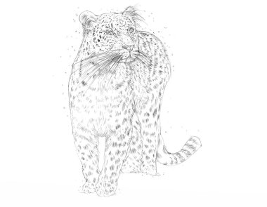 bir kar arabası, Çita, bir panter gerçekçi hayvanlar 