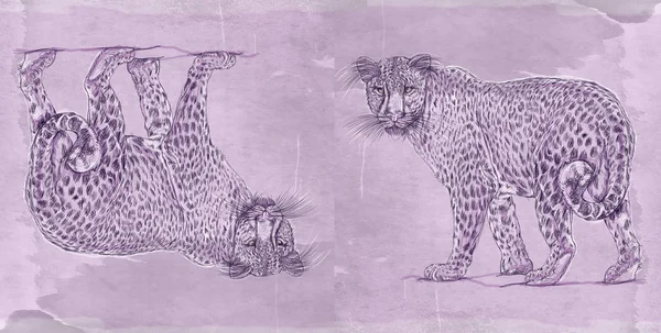 bir kar leopar vahşi bir antika arka plan, gerçekçi hayvanlarla banner