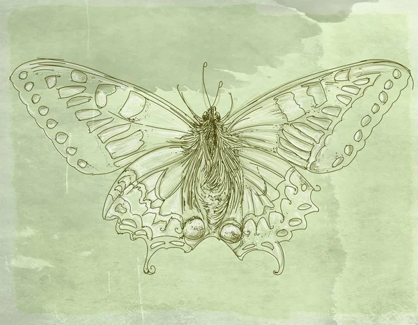 Sbírka Motýlů Květin Retro Starožitnosti Základní — Stock fotografie