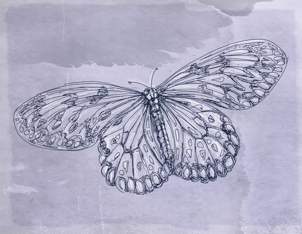 Kolekcja Motyle Kwiaty Rocznika Antique Podstawowej — Zdjęcie stockowe
