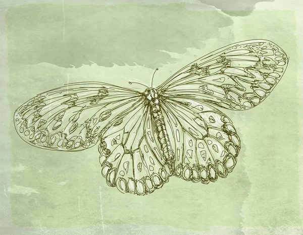 Sbírka Motýlů Květin Retro Starožitnosti Základní — Stock fotografie