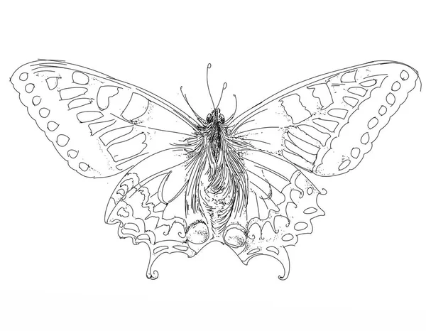 Kelebekler topluluğu