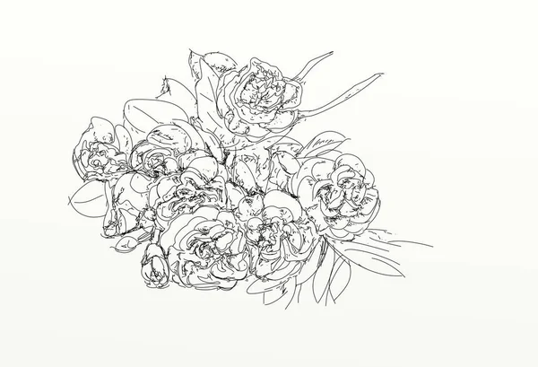 Bukiet Róż Seria Kwiatów Rysowane Realistyczne Line — Zdjęcie stockowe
