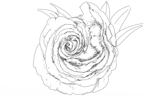 Róża Serię Kwiatów Stylu Linii Realistyczne — Zdjęcie stockowe