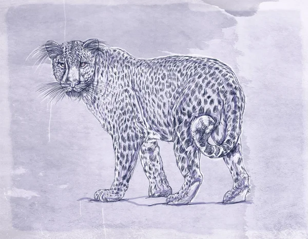 bir kar leopar vahşi bir antika arka plan, gerçekçi hayvanlarla banner