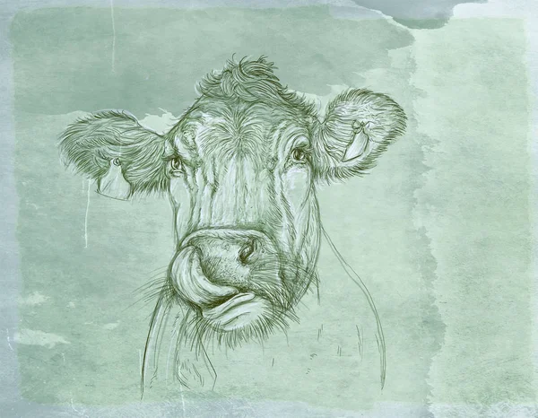 Krowa Która Oblizuje Wąsy Realistyczne Zwierząt Rocznika Tle — Zdjęcie stockowe