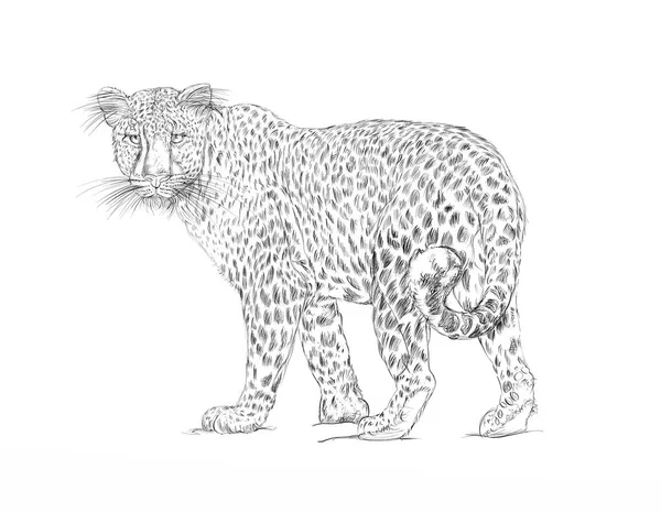 Snöskoter Leopard Panther Realistiska Djur — Stockfoto