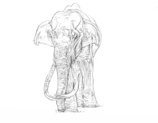 Ένας Ελέφαντας Περπάτημα Ρεαλιστική Ζώα — Φωτογραφία Αρχείου