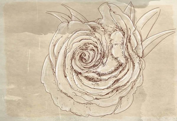 Ένα Τριαντάφυλλο Λουλούδια Εκλεκτής Ποιότητας Φόντο — Φωτογραφία Αρχείου