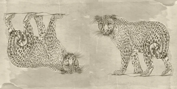 豹现实主义动物与复古背景 — 图库照片