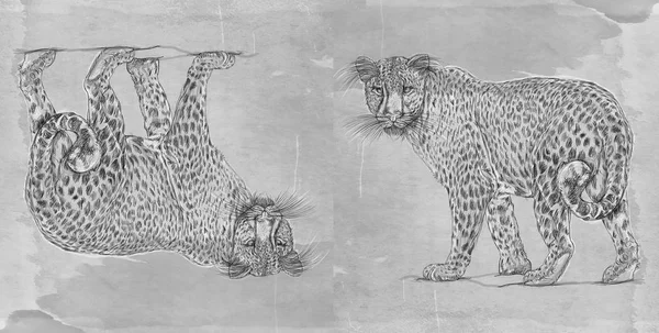 Sněžný Skútr Leopard Panther Realistické Zvířat Vintage Pozadím Banner — Stock fotografie