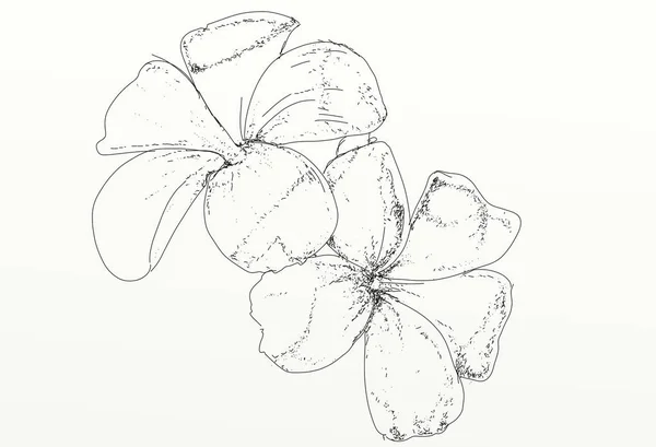 Twoflowers Drawn Realistic Line Style — Stock Photo, Image