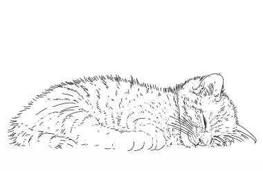 Uyuyan kedi yavrusu hayvanlarla çizimler yap.