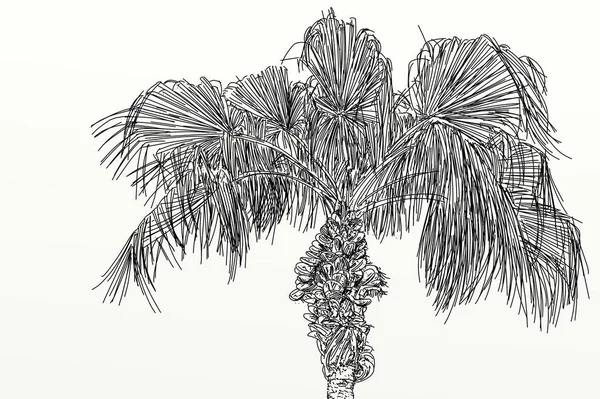 Palm Sketch Designs Perspectives Landscapes — Stock Photo, Image