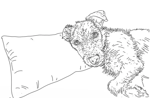 Эскиз Дизайна Спиноновой Собакой Подушкой — стоковое фото