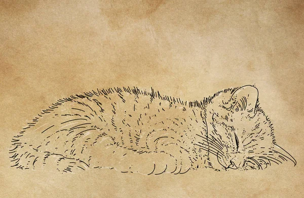 Boceto Diseños Con Poco Durmiendo Gatito Animales — Foto de Stock