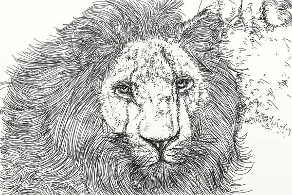 Зебра Линия Иллюстрация Животного — стоковое фото