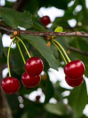 organic sour cherries hanging in the tree branc clipart