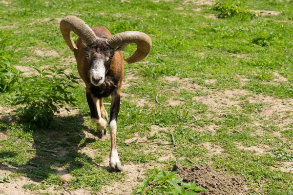 One Mouflon Ovis Orientalis Orientalis Looking Directly Camera Close Copy — Stock Photo, Image