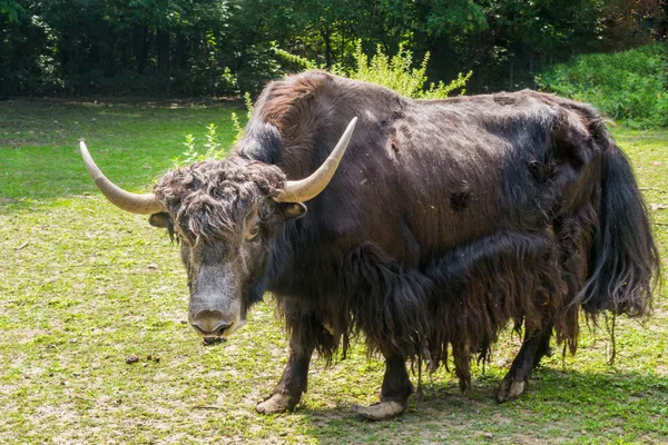 Bos Mutus Bos Grunniens Yak Bovino — Fotografia de Stock