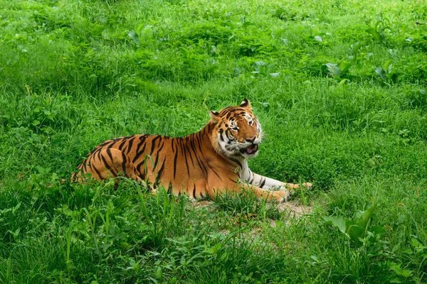 One Tiger Panthera Tigris Resting Green Gras — Stock Photo, Image