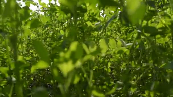 Caminando Través Hierba Verde Lucerna Como Vegetación Pov Punto Vista — Vídeos de Stock