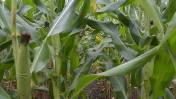 Spaziergang Durch Grünes Maisfeld Persönliche Sicht — Stockvideo