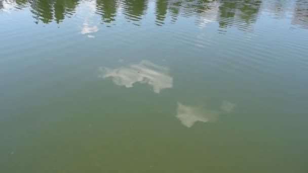Αντανάκλαση Του Νερού Στη Λίμνη Από Δέντρα Και Σύννεφα Κυματισμούς — Αρχείο Βίντεο