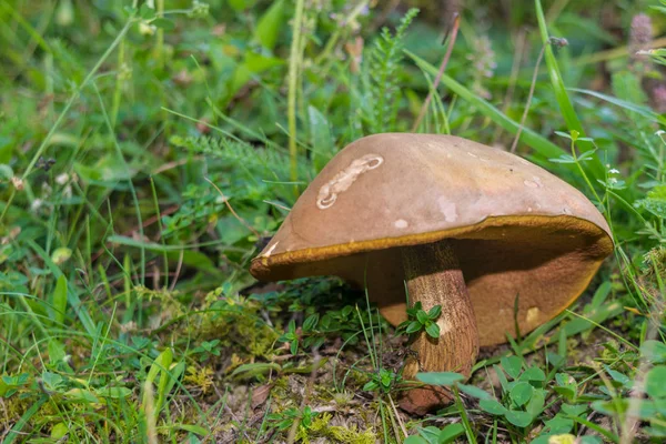 vahşi kahverengi mantar üzerinde orman floo